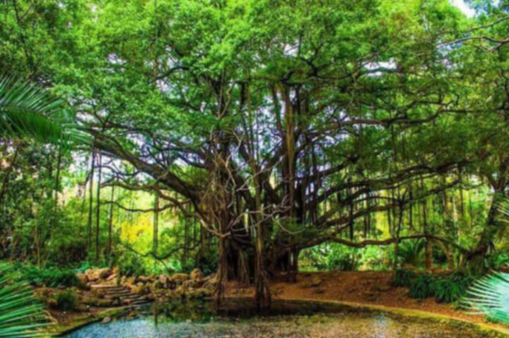 حديقة التجارب — صورة 2