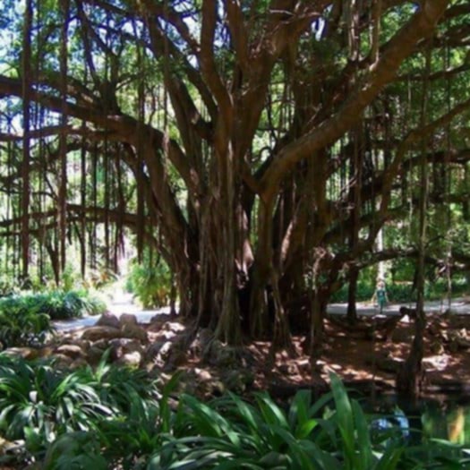 حديقة التجارب — صورة 5