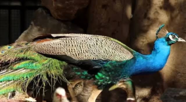 حديقة التجارب — صورة 3