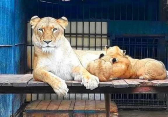 حديقة التجارب — صورة 6